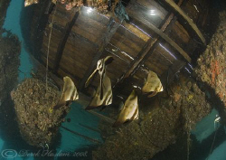 Bat fish, under KBR jetty. D200, 10.5mm. by Derek Haslam 
